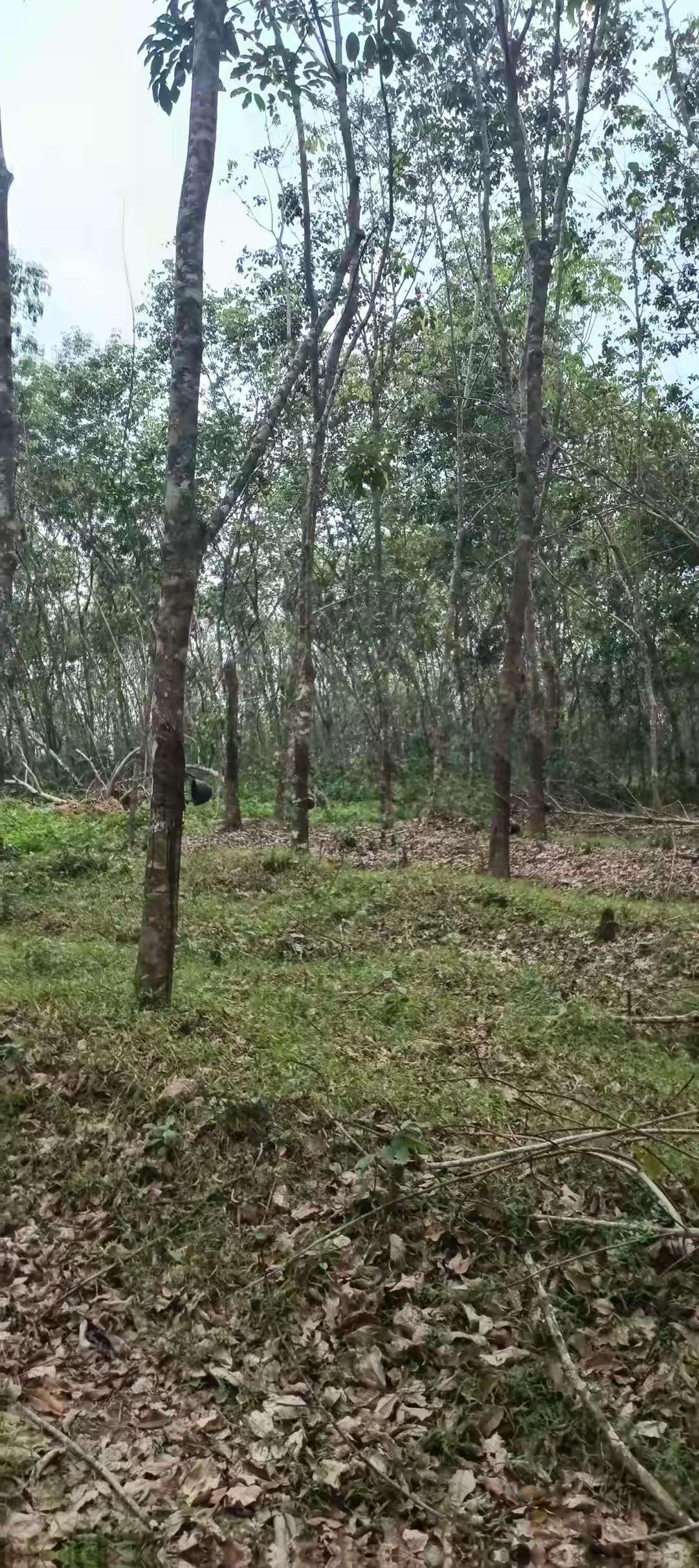 不种防风林，而种橡胶的琼北海南红光农场，忽视了琼西北地势低，东北季风，一来十分强