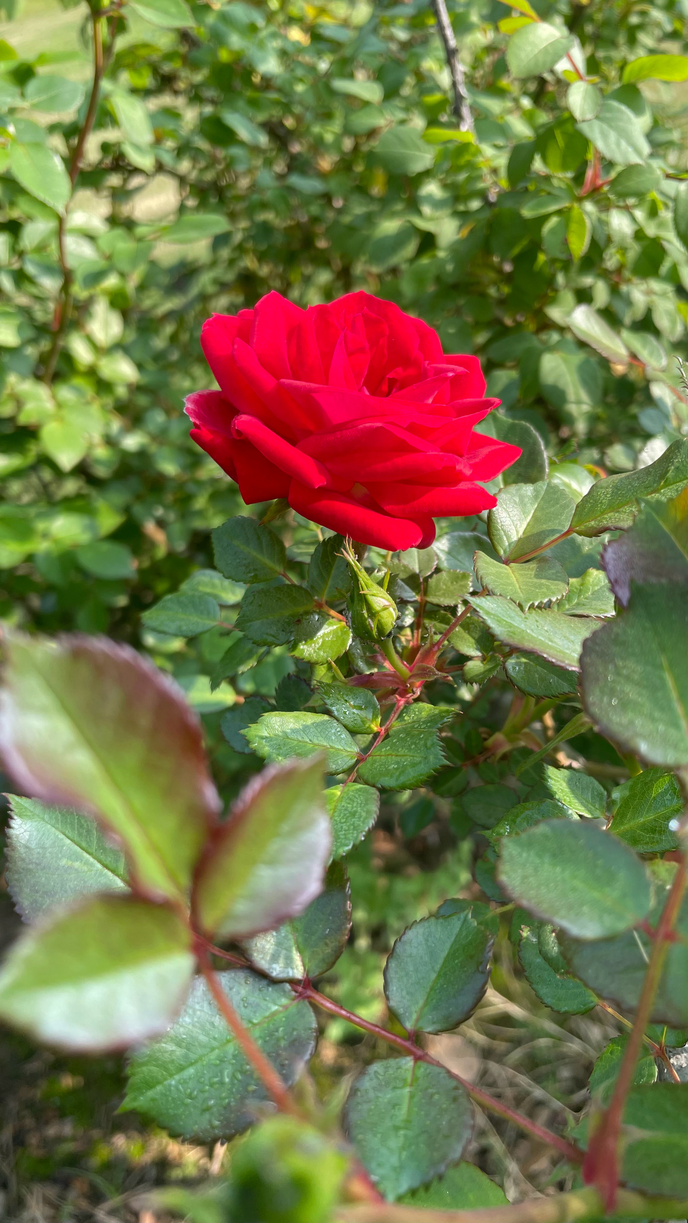 绿色和花色都是绝色 