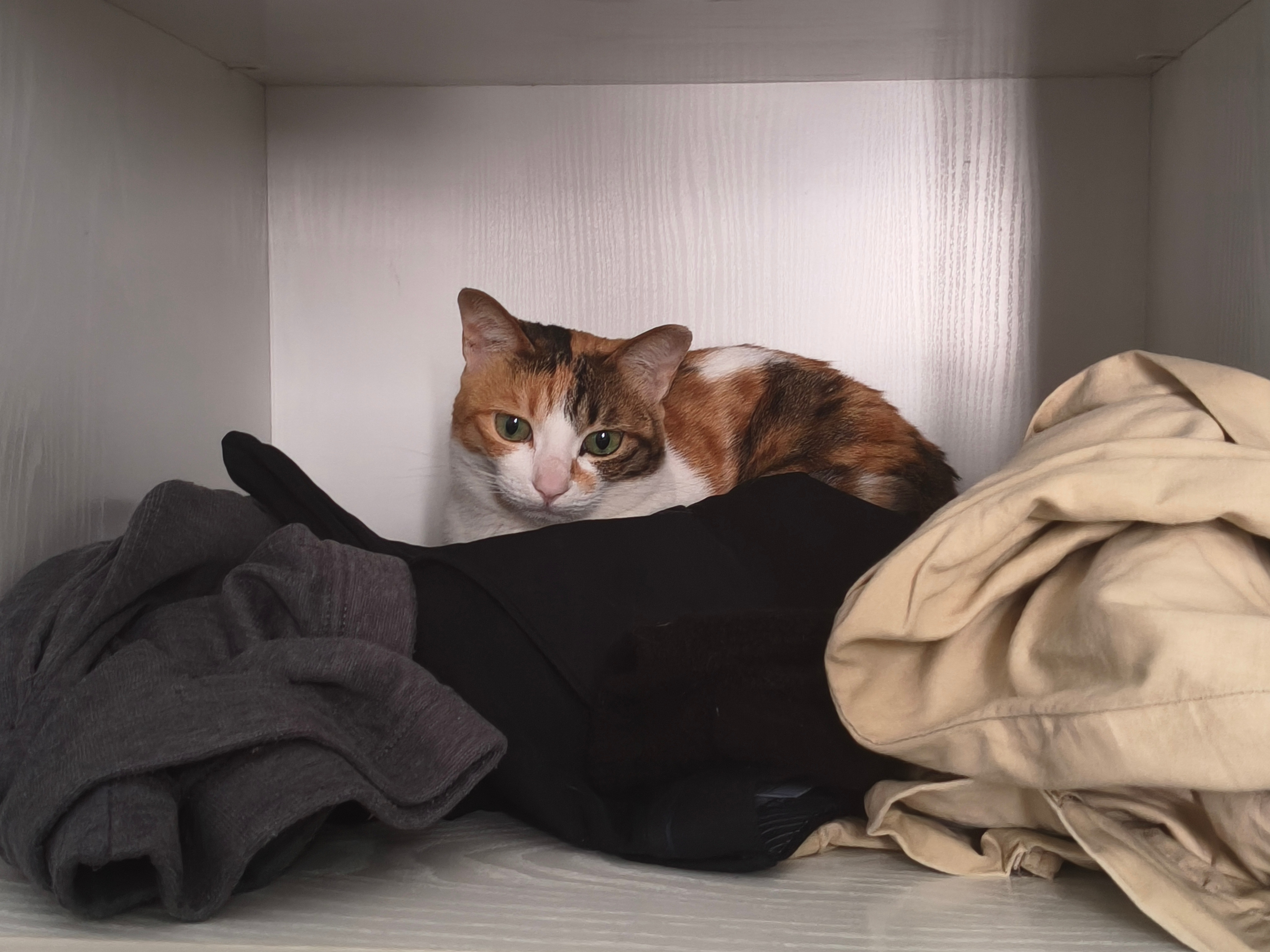 衣柜如果不塞满就会长猫