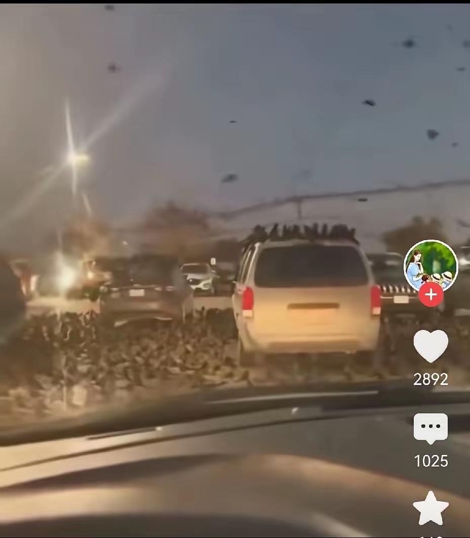 以色列惊现乌鸦！
 
最近不少国外的现场画面里，以色列和加沙冲突的周边区域，出现