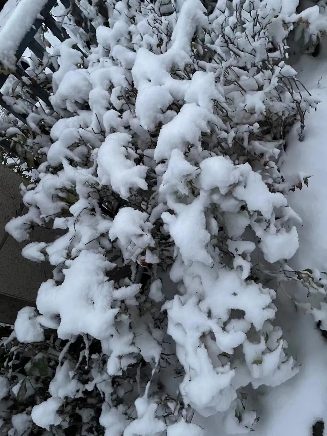 朝阳今年入冬的第一场雪，也不小！
作为一个锦州人，我品了，朝阳的气温一点也不像其