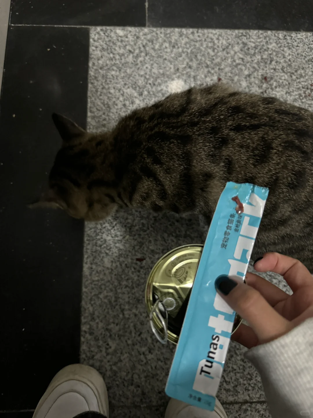 陆陆续续认识了好几只小猫，喂了它们吃了好吃的小猫零食，最亲人的是这只小...