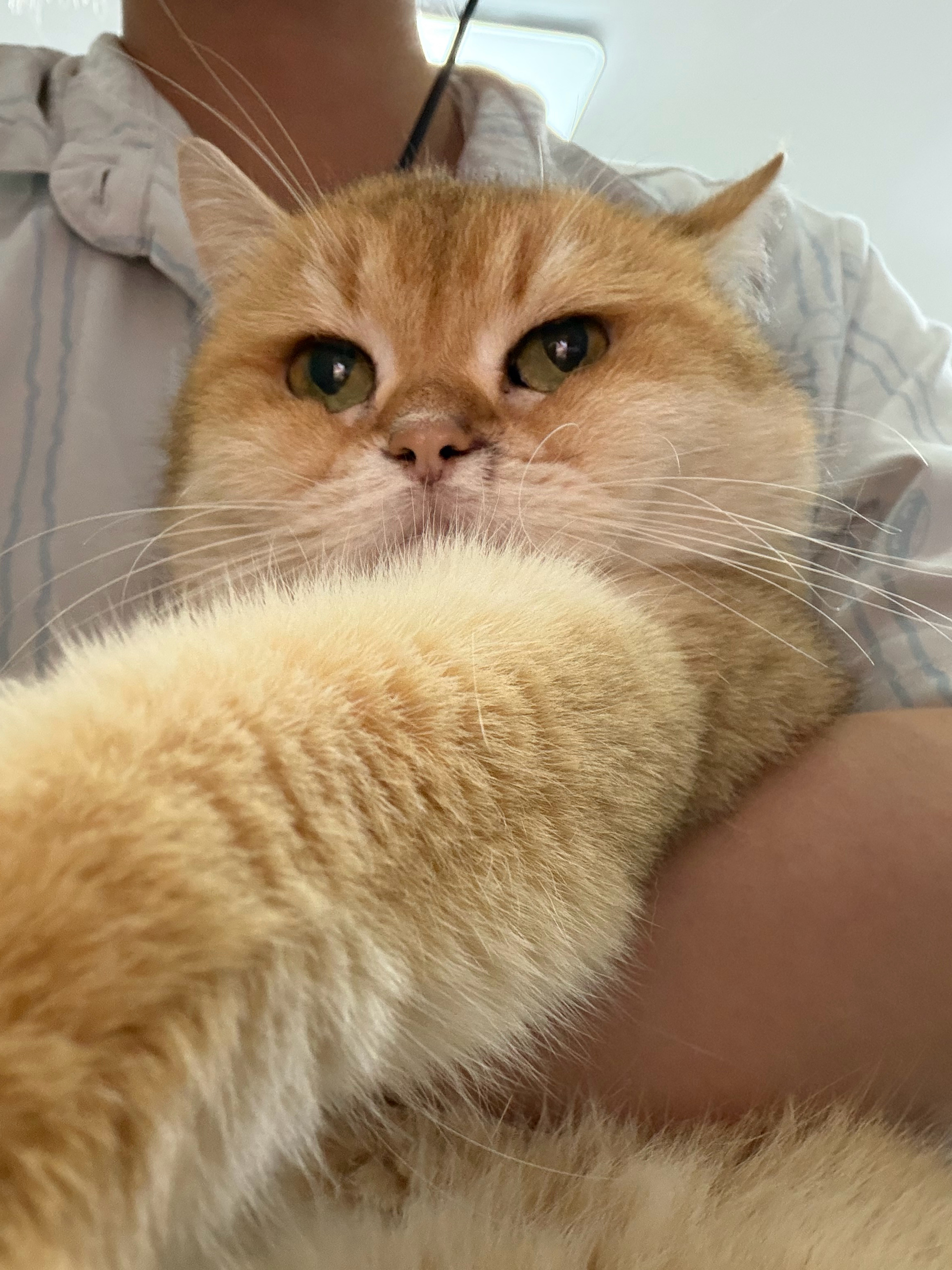 猫宁！臭咪的胳膊滂大一个捏！经常有评论说豆宝鼻头泛白不太好，他平时血检挺正常的，