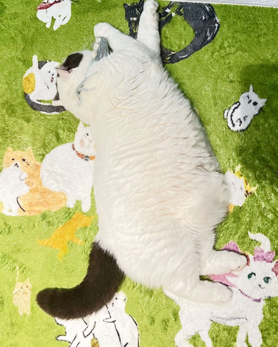 懒猫躺