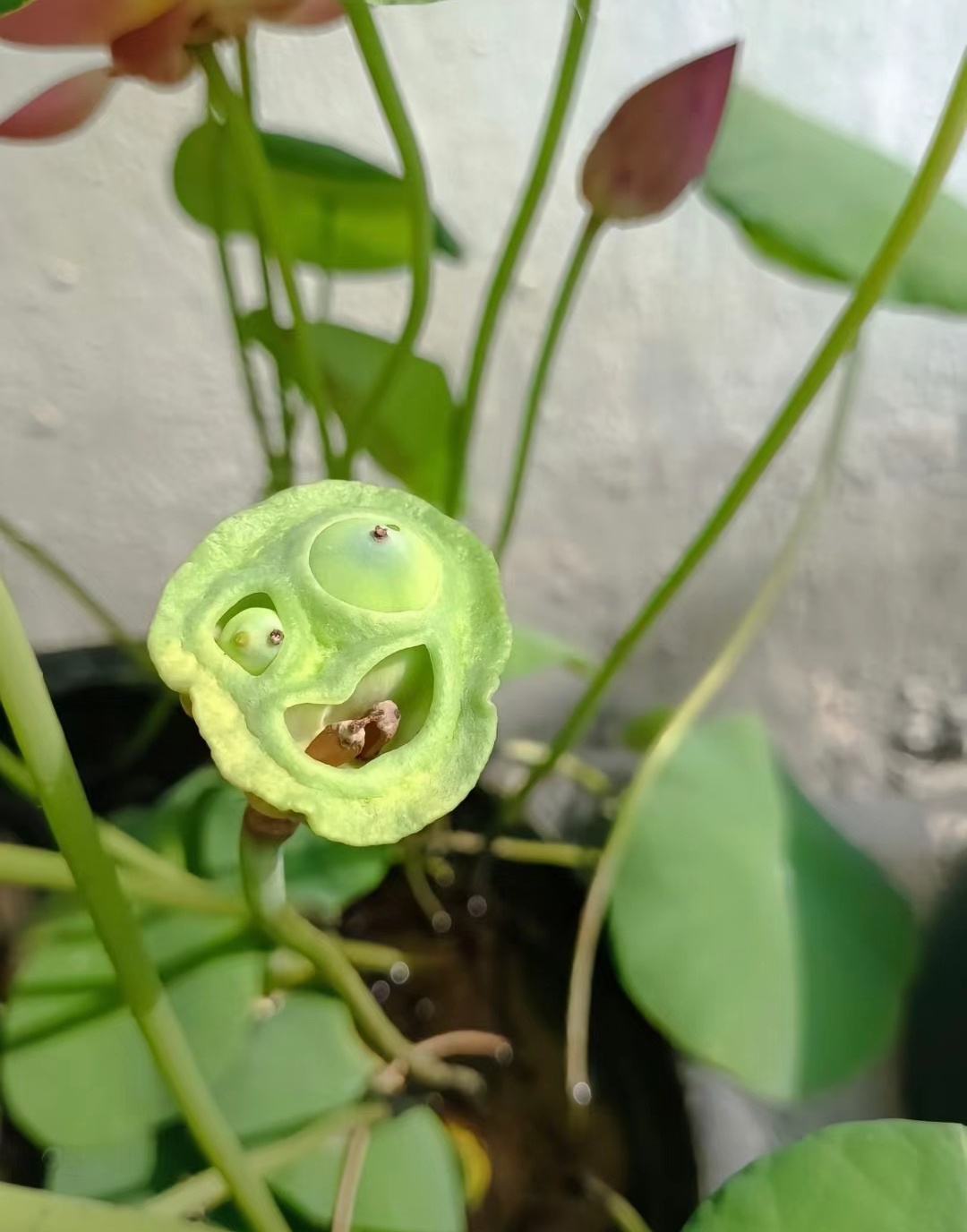 到底是怎么做到既像植物又像僵尸的[doge] ​​​
