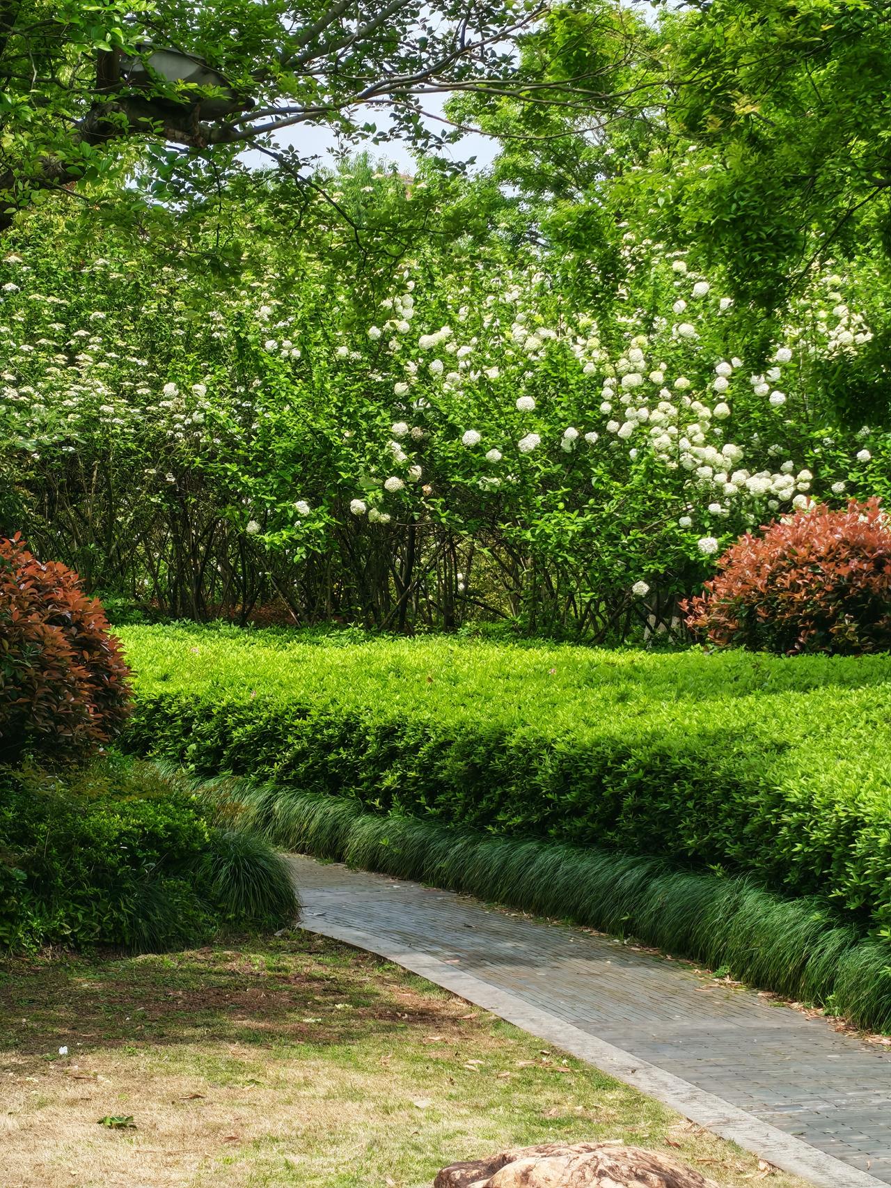 随手拍公园的花草