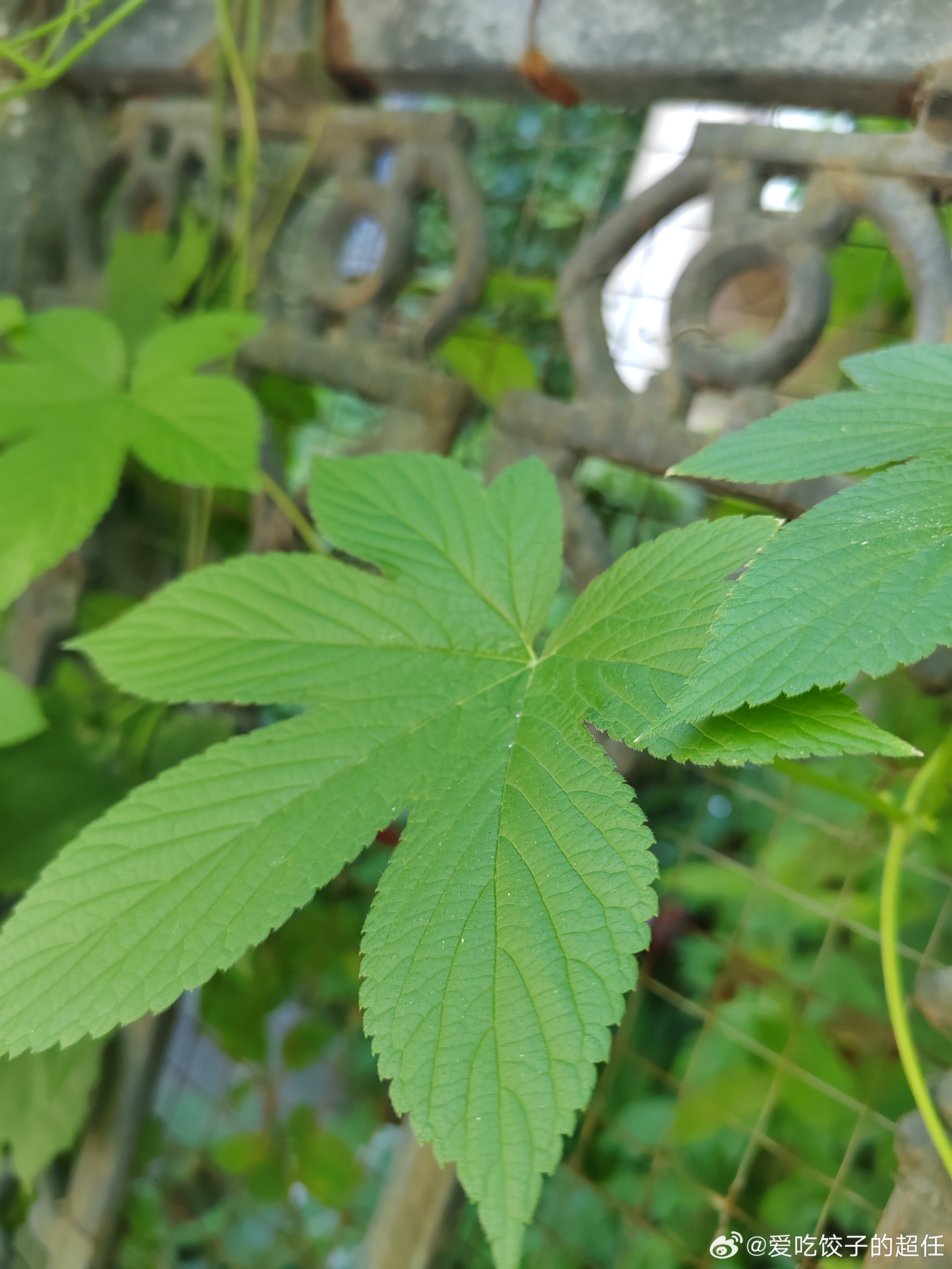 那些不起眼的小野草，也在用自己的方式，悄悄舒展叶片，诉说着最鲜活的夏天。 