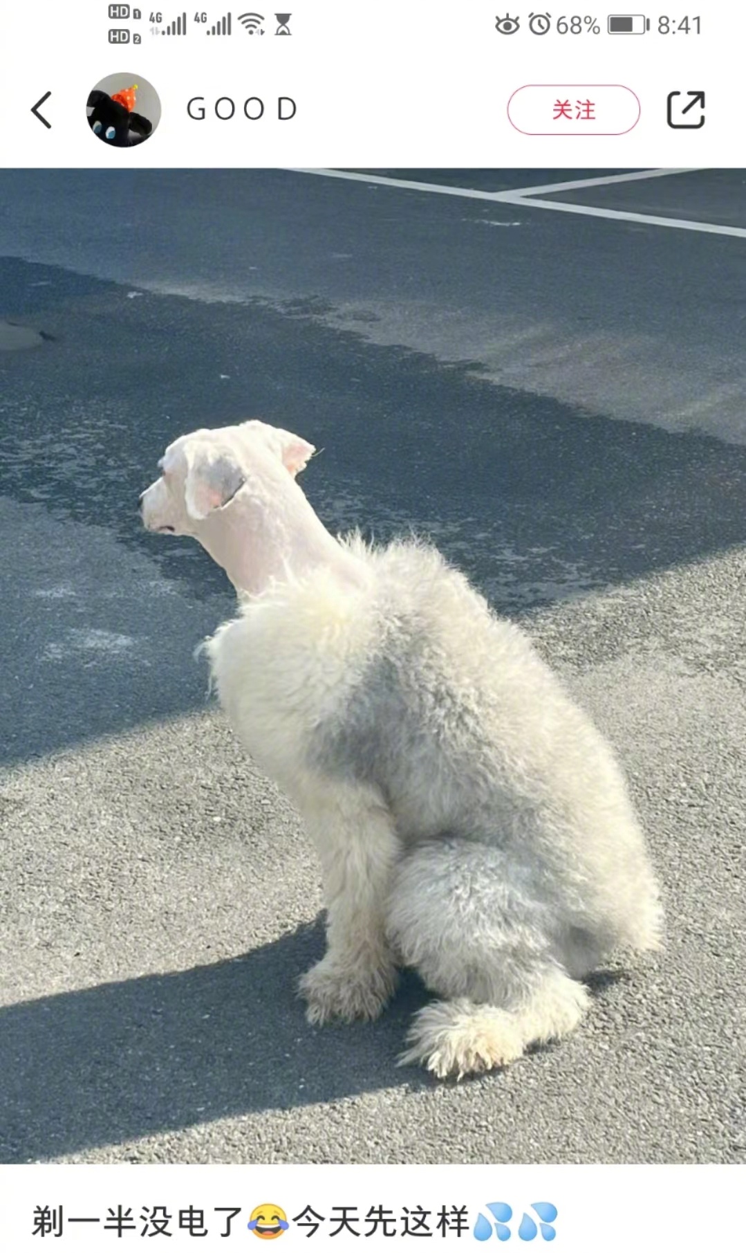 当给狗狗剃毛剃到一半没电了🐶 ​​​