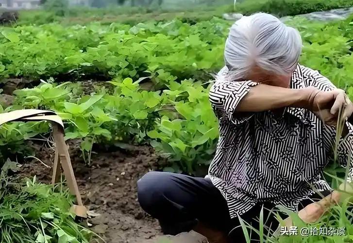 截止今天，2026年全国养老金调整文件还没有正式下发，如果人社部划定整体上调幅度