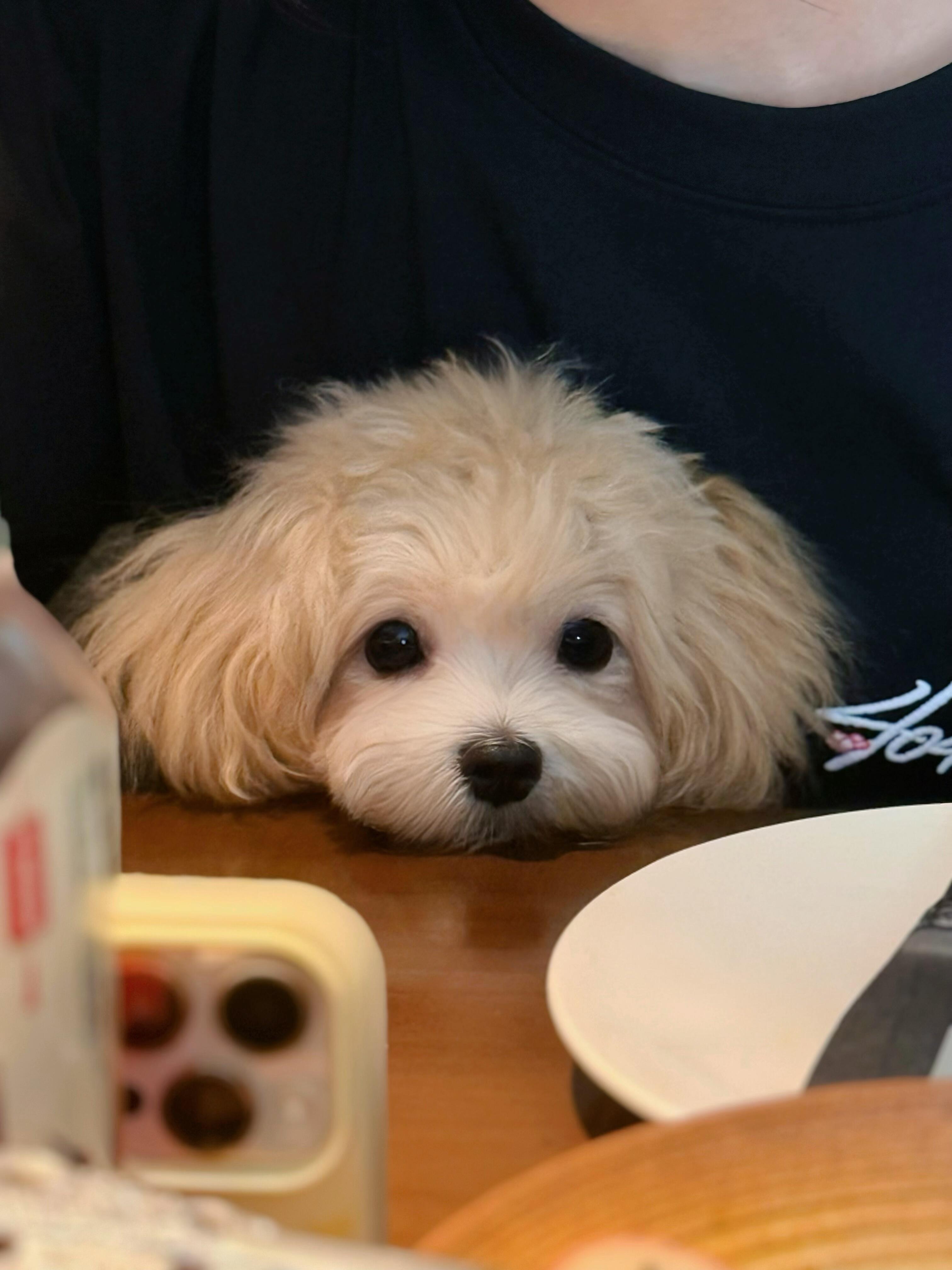 小狗也会有心事吗 ​​​