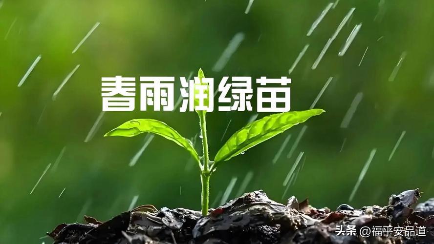 上联：秋霜催黄叶，诚邀下联春雨乳绿苗
