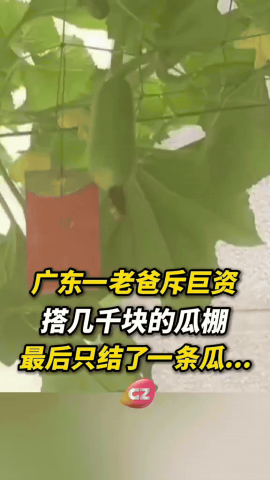 笑不活了！广东老爸花几千块钱搭建瓜棚，精心打理，还给瓜挂上红包利是图个好兆头。