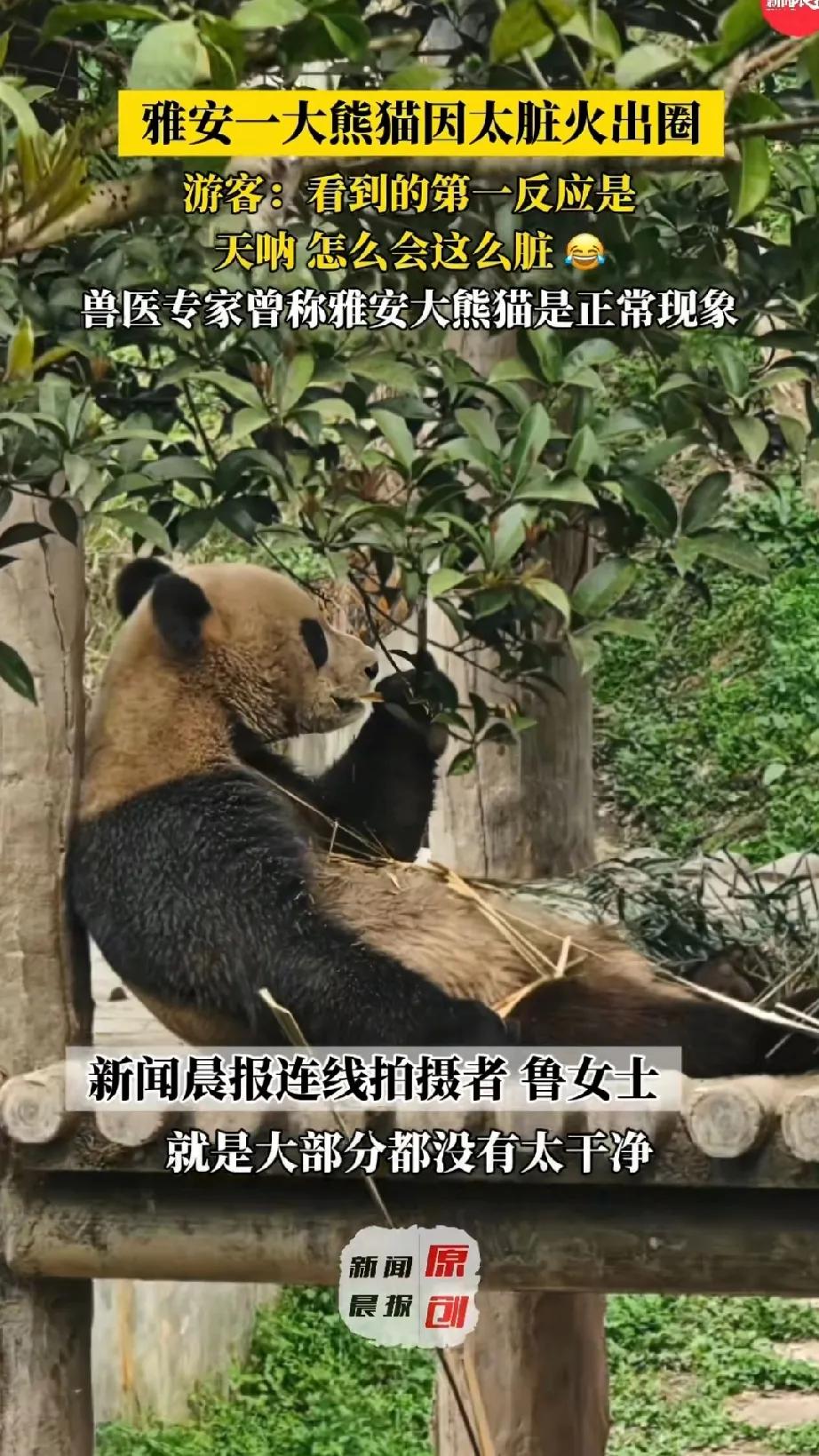 雅安一大熊猫因为太脏却火出了圈，专家称在雅安大部分熊猫身上都是脏的，这是正常现象