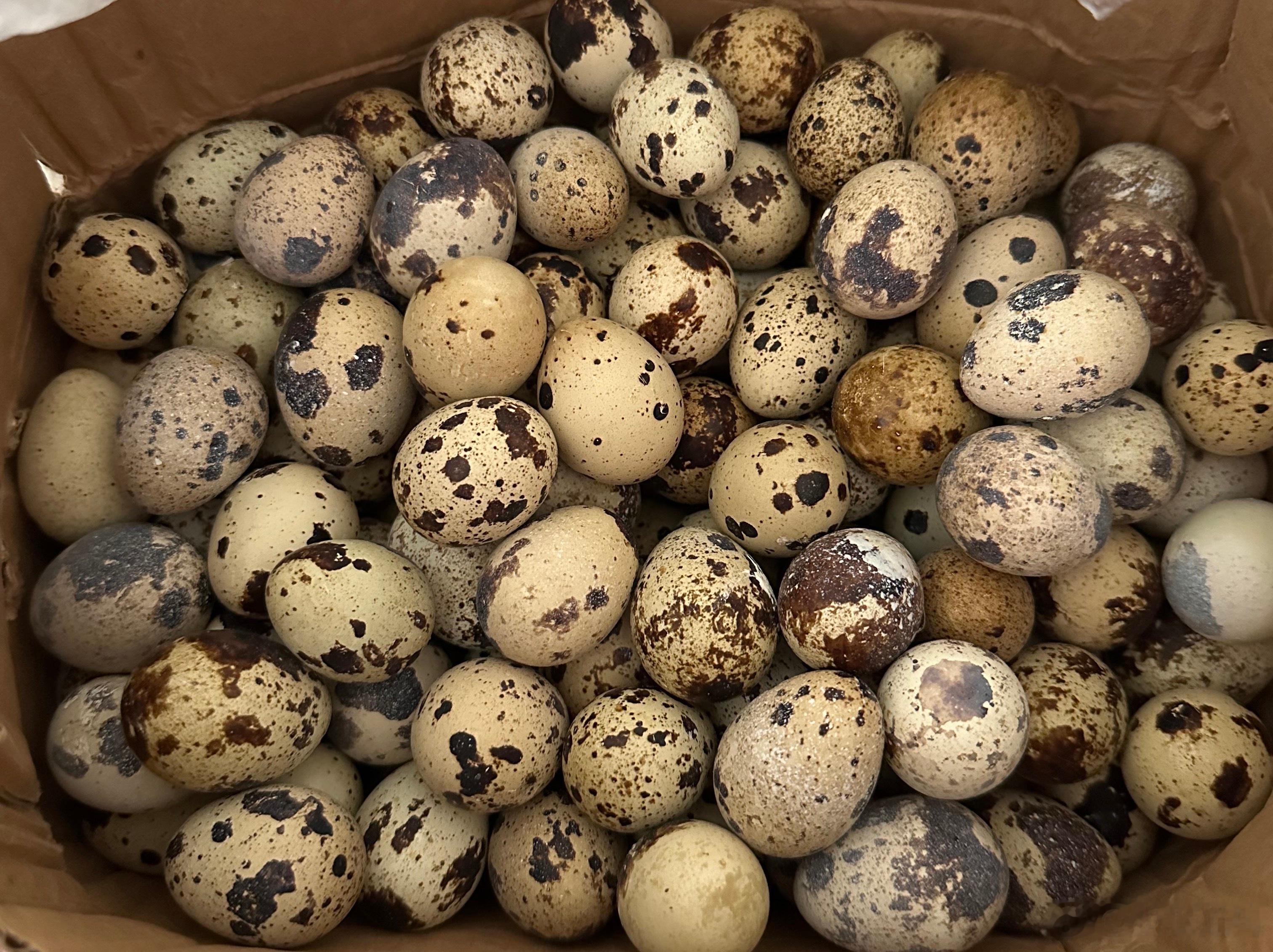 怎么有人已经不满足于吃鸡蛋煮的茶叶蛋了点上菜了还，叫我煮鹌鹑蛋的茶叶蛋