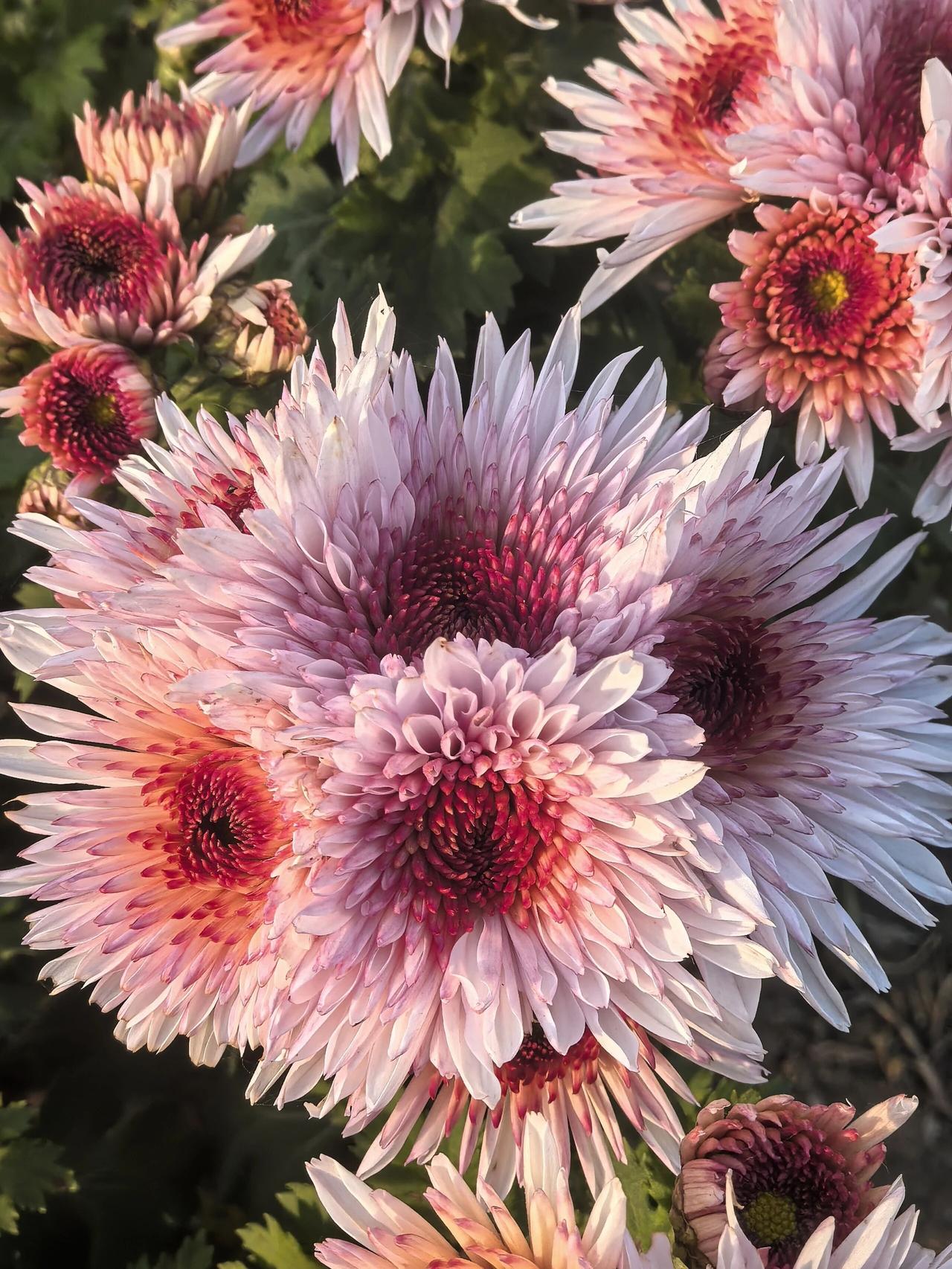 晒图笔记大赛晨露未晞时，这簇菊花正以最饱满的姿态绽放。粉白与胭脂红交织的花瓣如丝