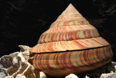 1965年9月，渔民张万全夫妇在东沙群岛海域捕鱼。晚上收完最后一张网时，张万全的