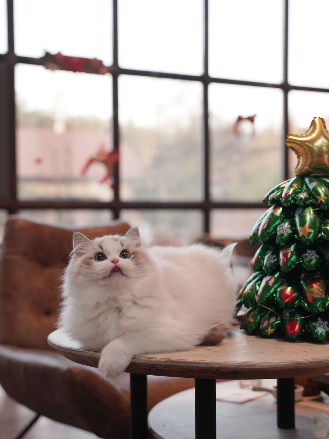 KERR布偶猫｜看看你们拍的圣诞小猫咪🎄