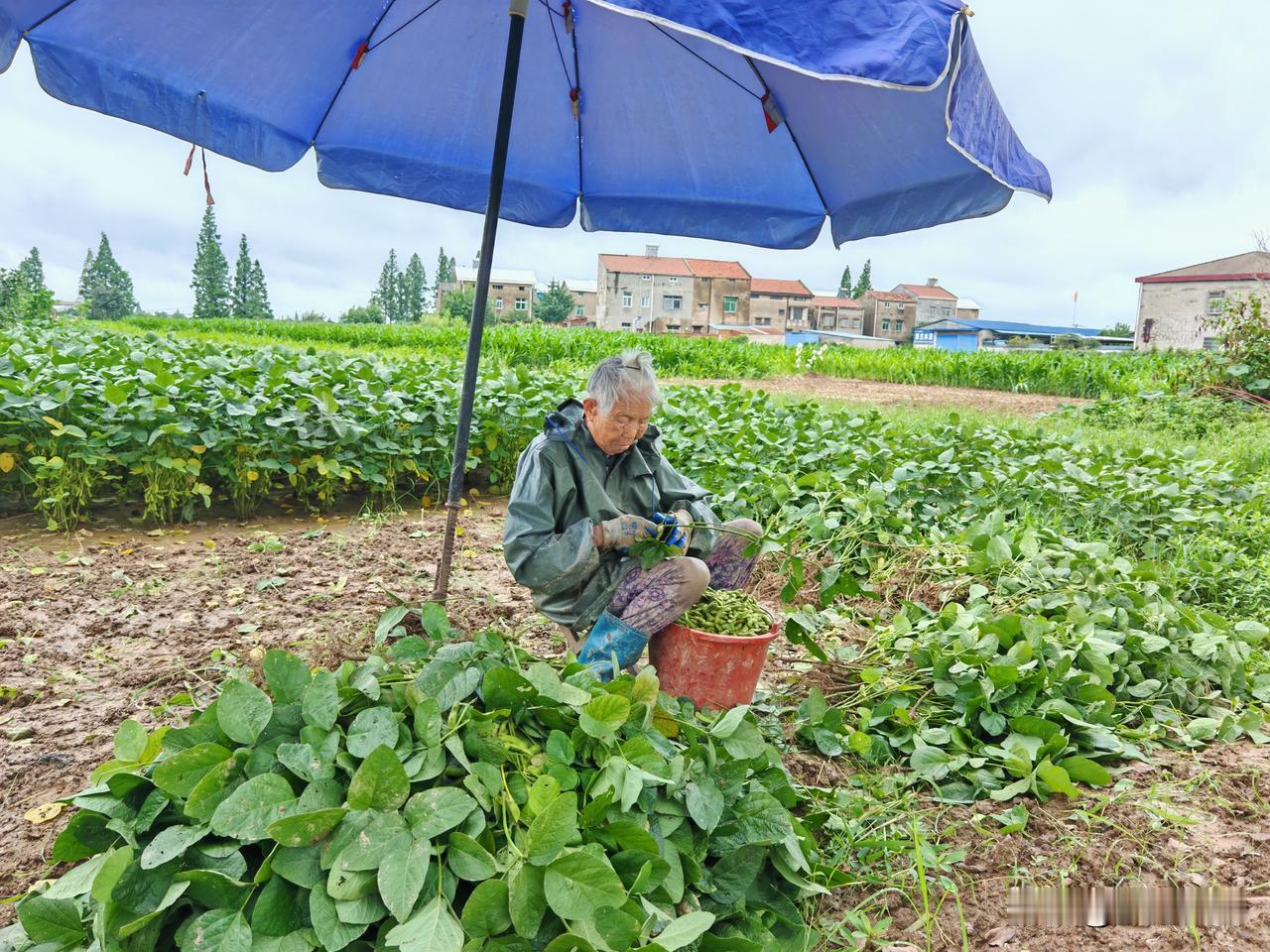 小暑到，小雨来！