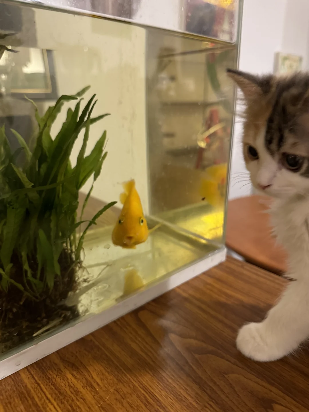 当五只猫家里出现🐟三角形鱼嘴巴也是三角形