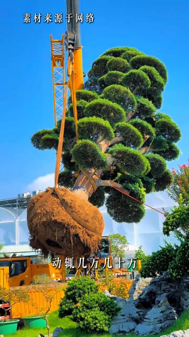 长见识了，原来植物也能出租。
刷到网友的视频，无良无业把小区里值钱的罗汉松拉去卖