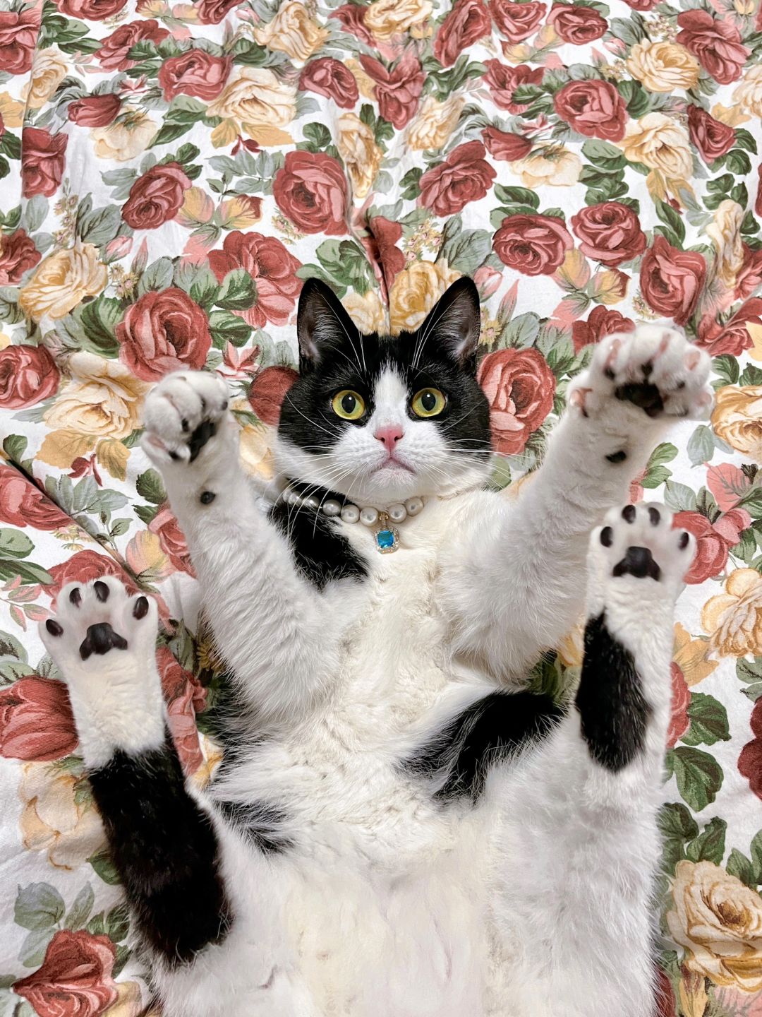 小猫咪如何俘获ee芳心呢？