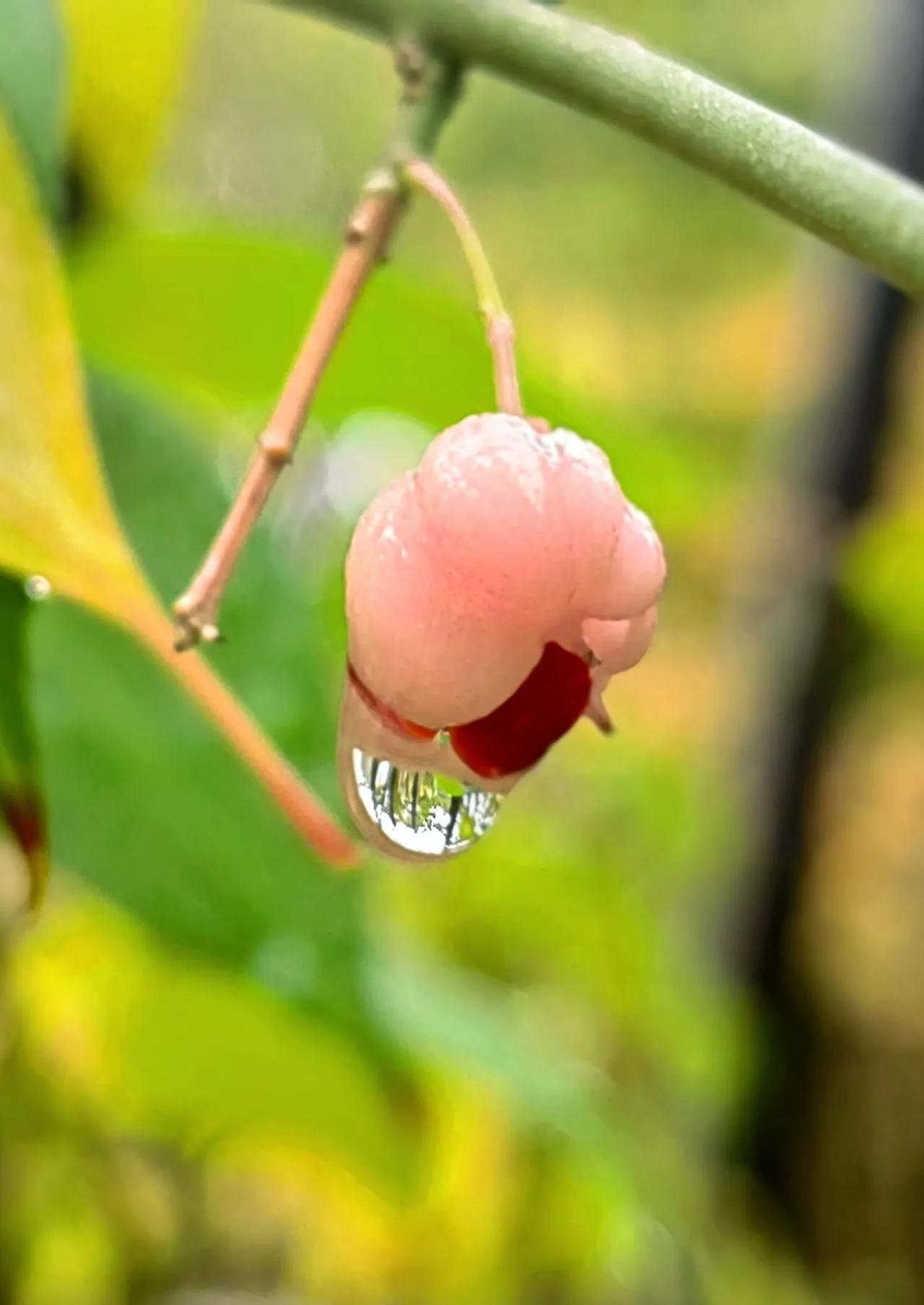 欲滴
一夜小雨为多彩的万物增添了几分水的灵动，初冬的霜露把白杜果实染成了胭脂的粉