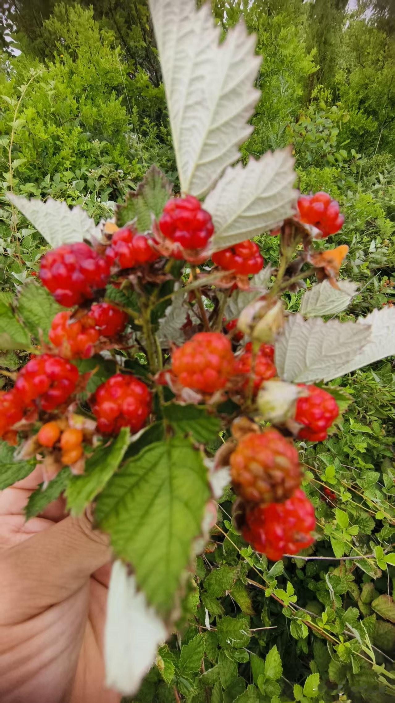 又到了爬山吃野果野菜的时候，青州三县顶必须安排上！就像青州天赐山是宝藏景区一样，