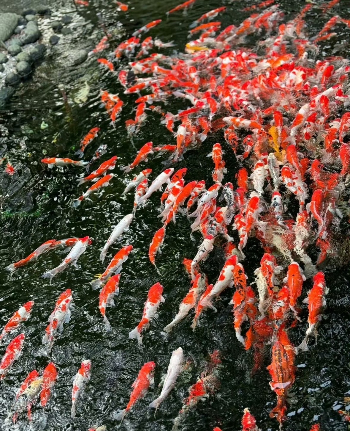 四六级报名这么多年每次报名都会卡 什么时候维护一下网站哈哈哈 遇到锦鲤点赞的都能