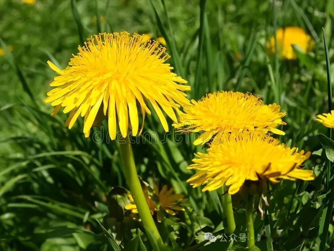 春日蒲公英的约定
文11珂芃·原创
小草独自芳菲开
春食花来也食叶
消炎焯水炝拌