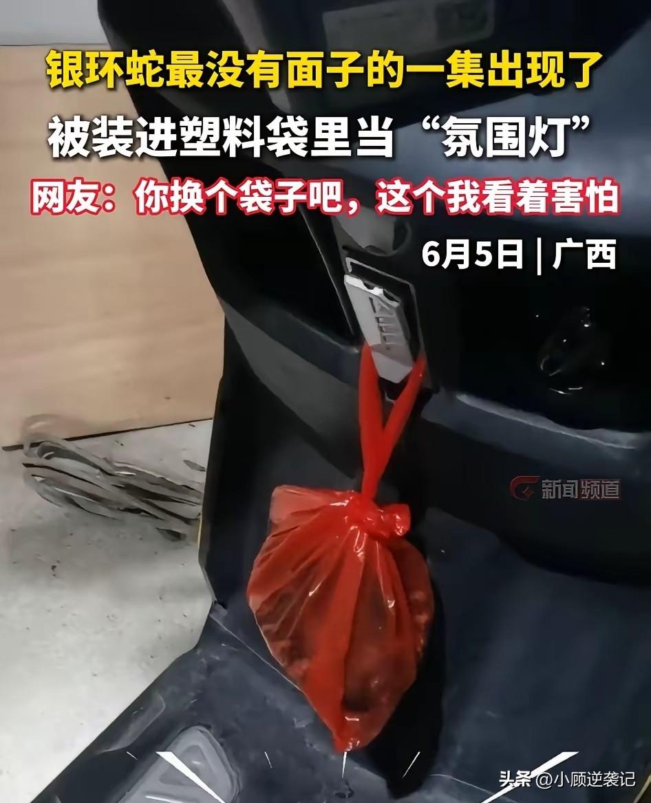 广西一男子喝酒后遇到一条银环蛇，居然拿起塑料袋把蛇装进去，兴致勃勃地拍视频分享，