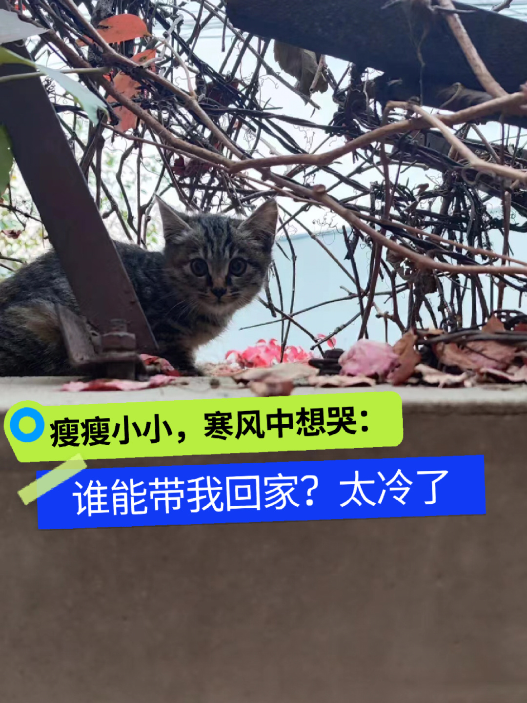 小奶猫北京急找领养快冻死了