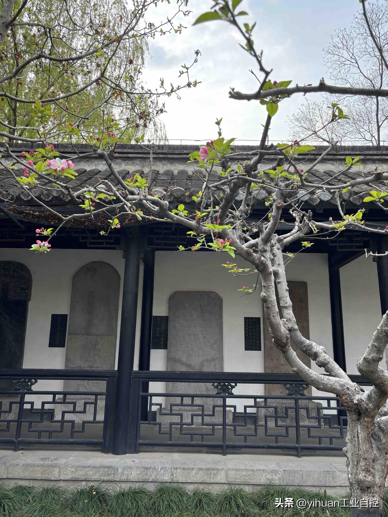 海棠依旧
       2026/3/28