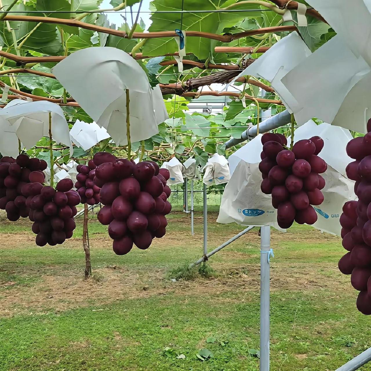 每种葡萄各有特色，一个品种只有靠一批有耐心的人不断做技术迭代才能够走得远。