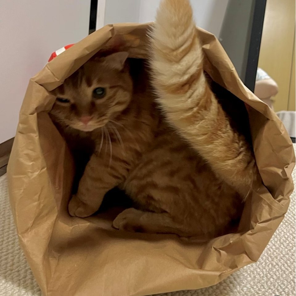 萌宠 猫猫你是一辆松鼠卡车 