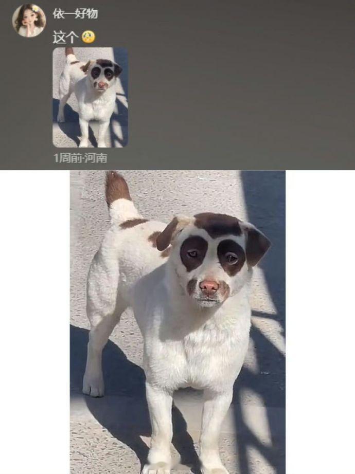 第一次见有拼好狗的 ​​​