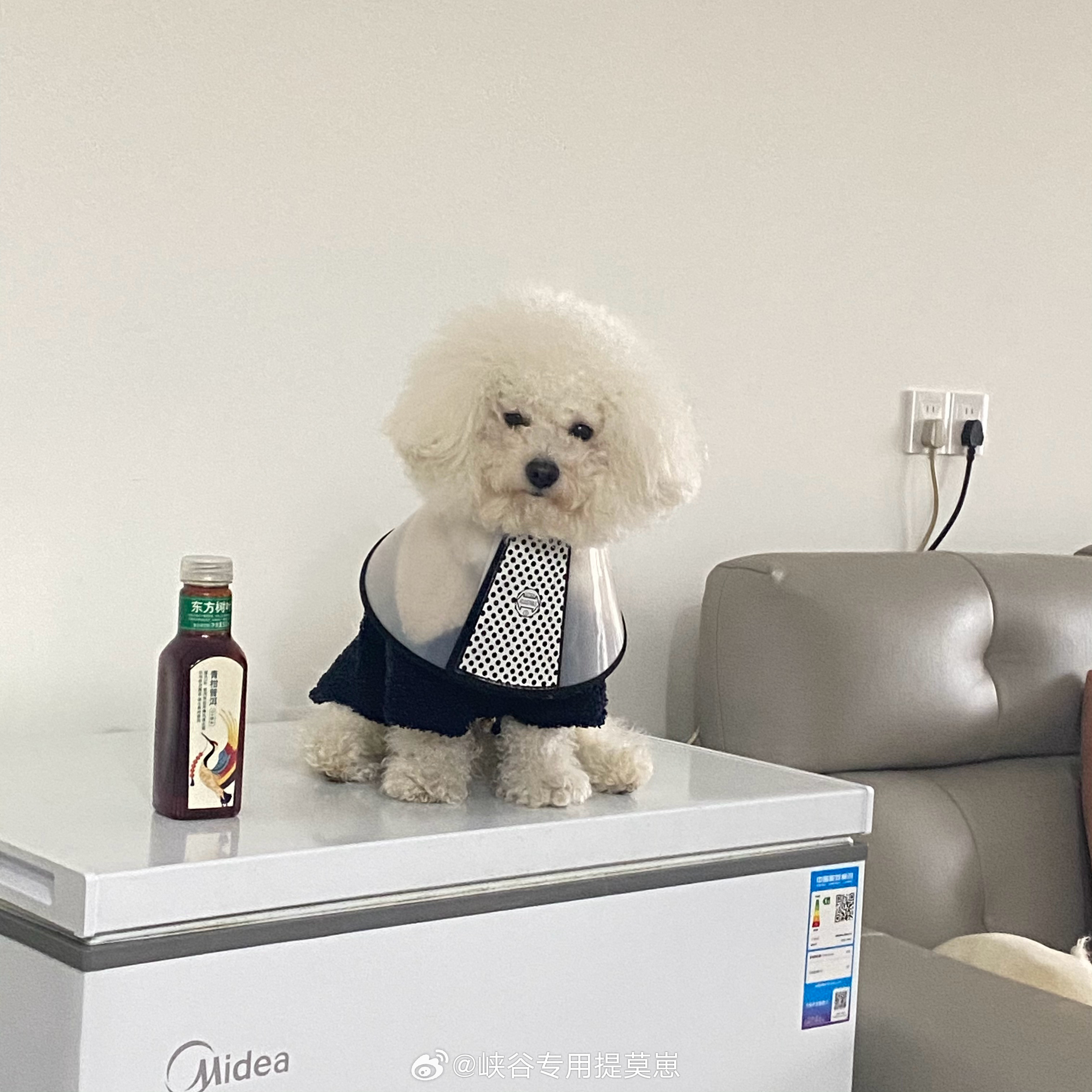 臭崽大放送 