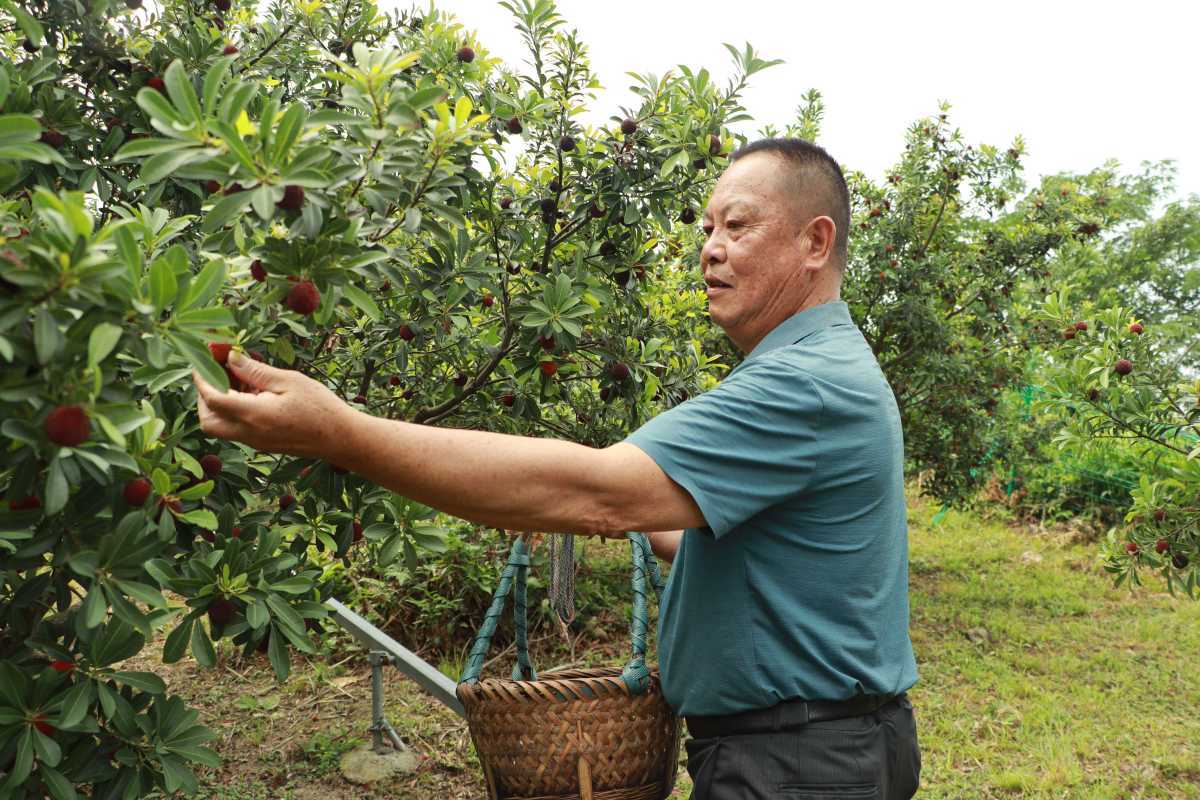 宁波露天杨梅上市实现杨梅自由啦 6月5日，慈溪露天杨梅正式开采，标志宁波迎来杨梅