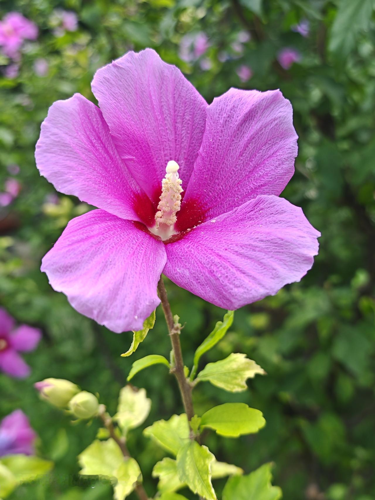 紫花绿叶，美丽如画。北京通州玉桥中路南口街边小花园木槿花西月锦绣