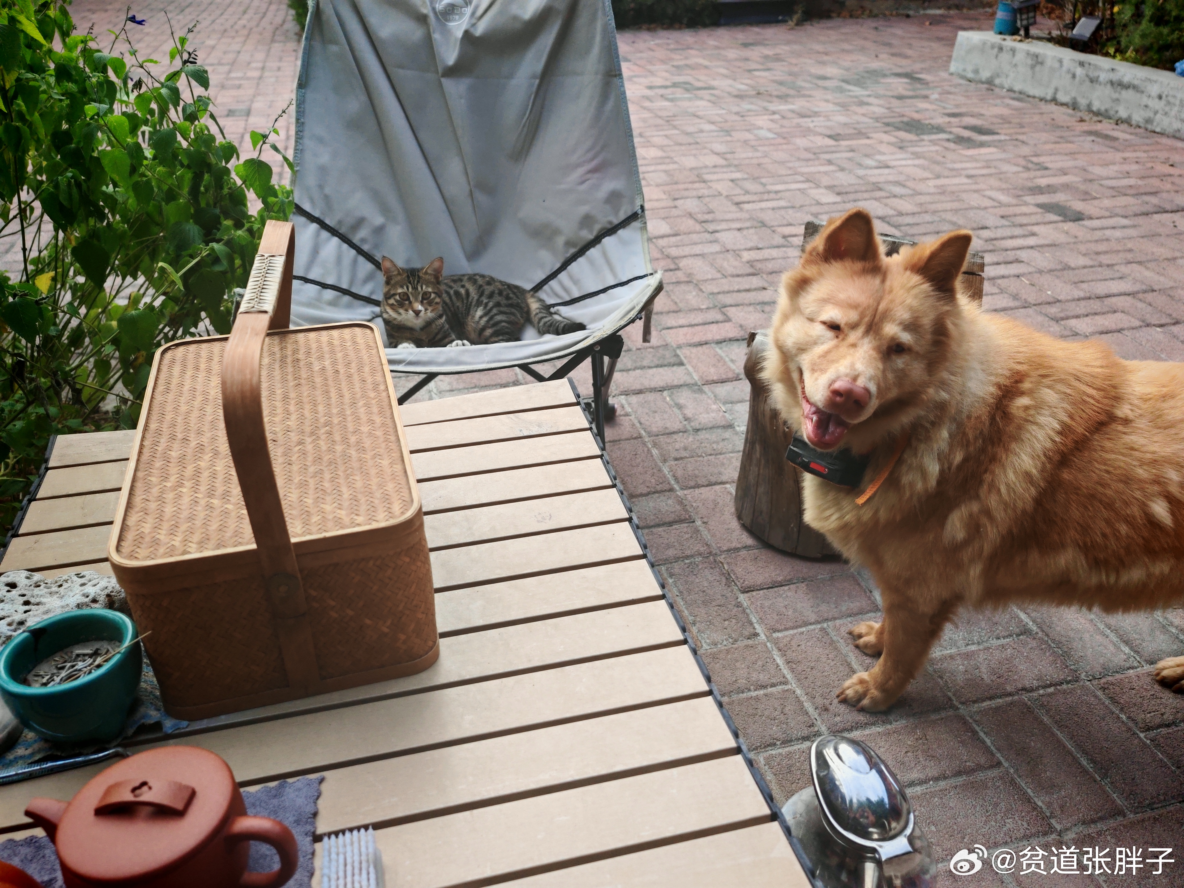 玉米也一岁了，还是有点长大了的感觉，起码这阵子不会趁我上厕所的工夫自己跑下山了[