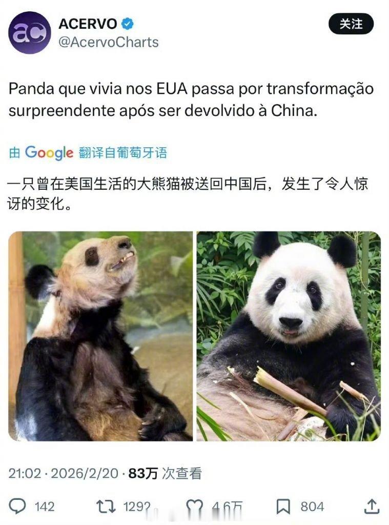 外媒：一只熊猫回到中国后发生了令人惊讶的变化就连熊猫，在米国都差点被斩杀，还好触