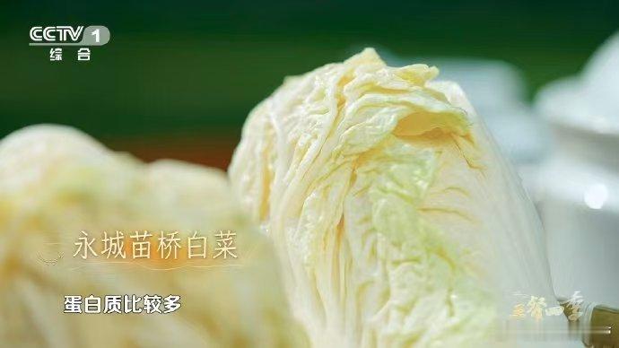 河南有种白菜甜到能当水果吃河南商丘的宝藏来啦！永城苗桥白菜，昼夜温差和光照让它甜