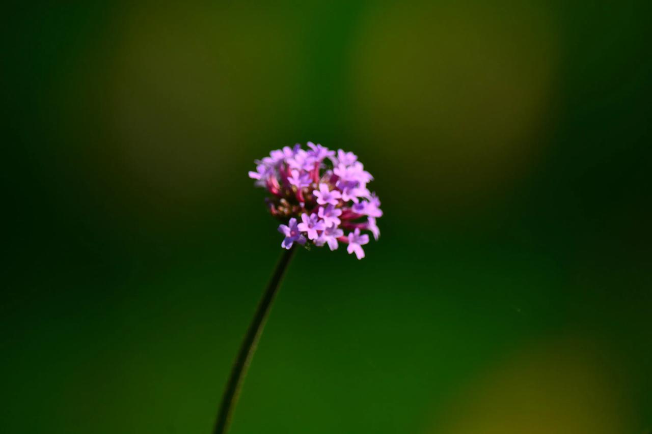 一朵小野花