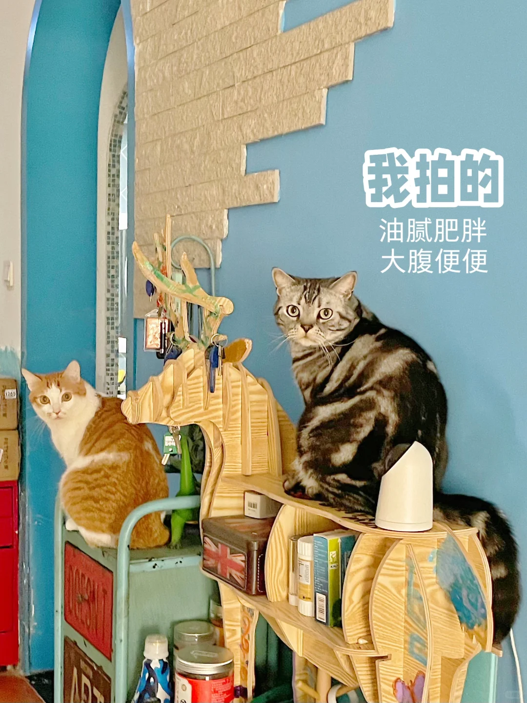 养猫多了会偏心吗？是的