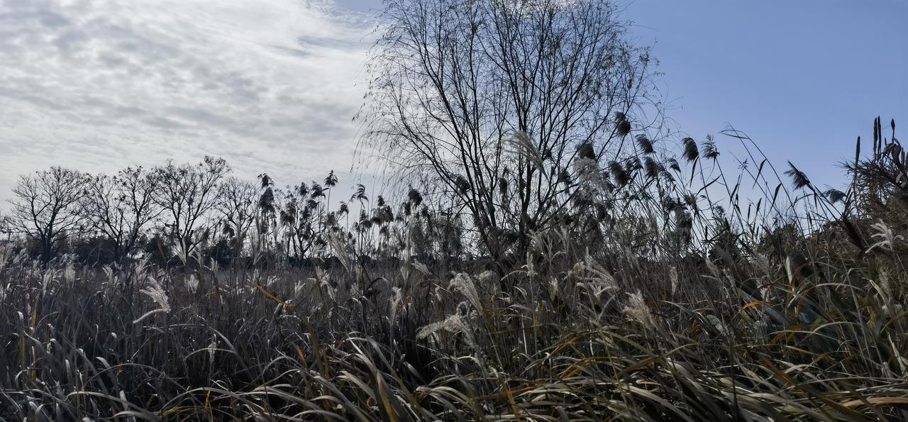 分享手机随手拍天汉.汉江冬韵（1）