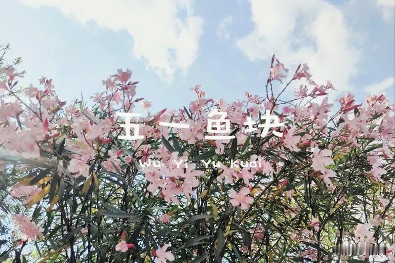 今年五一，有的人游山玩水，尽情享受假期；有的人选择在家躺平，悠然自得。而我，却在