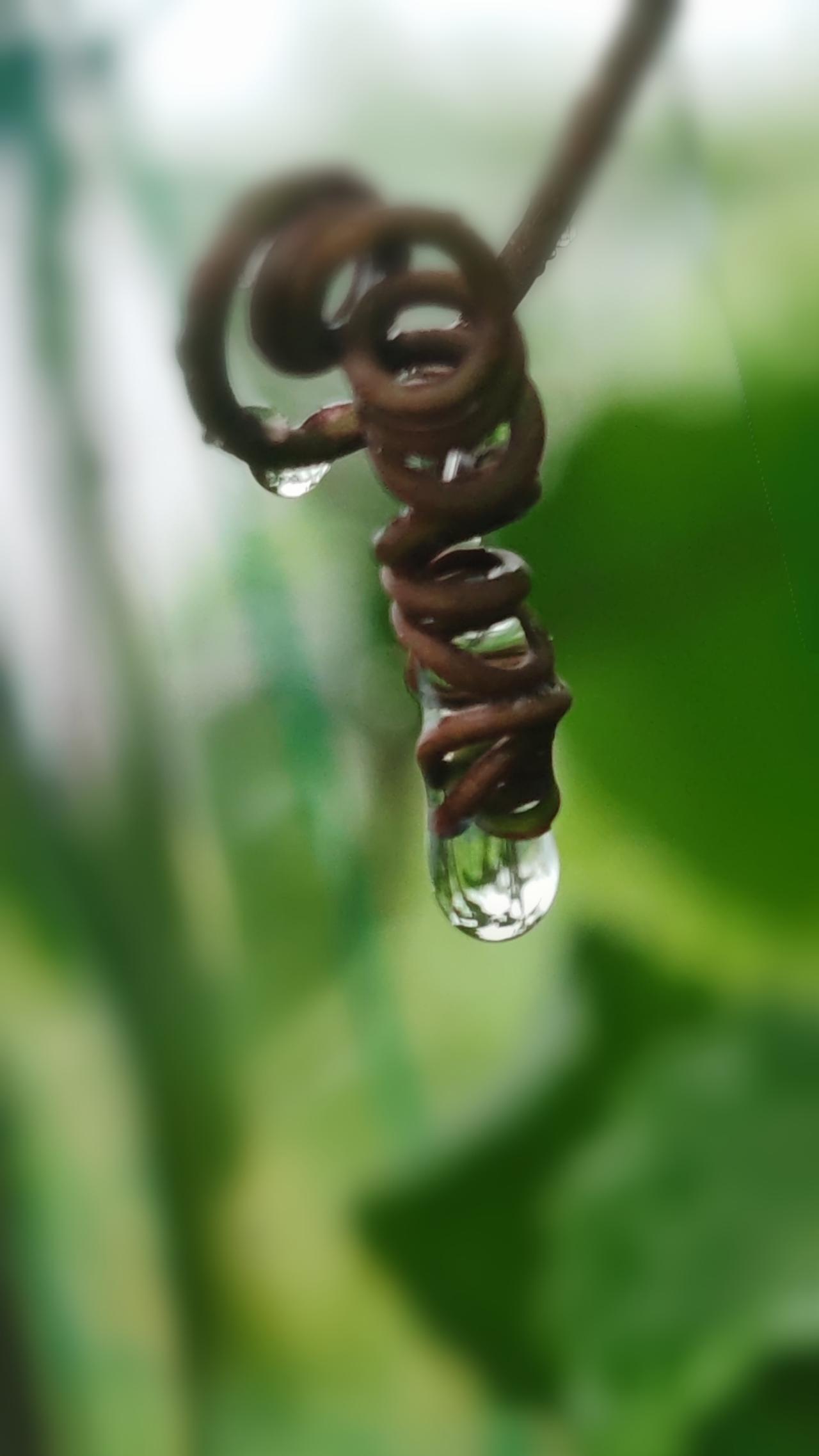 雨后初晴，自然之美尽显，每一滴水珠都闪耀着生命的光芒。🌧️🌱💧