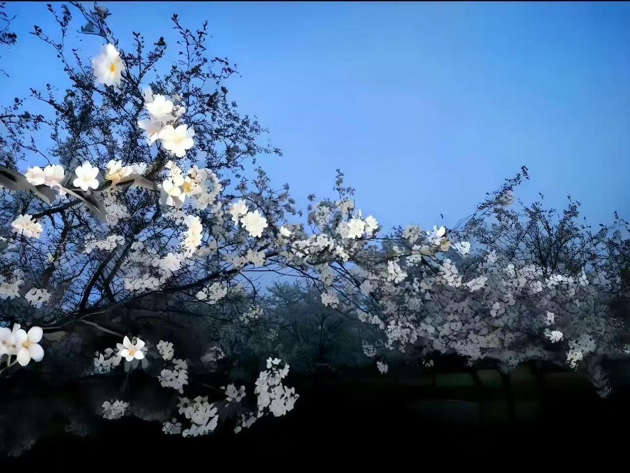 𝐬𝐡𝐚𝐫𝐞 | 超有生命力のipad电脑壁纸 