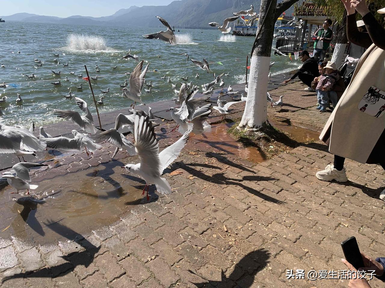 11月的昆明真的太舒服了，滇池边全是红嘴鸥。

它们扑棱着翅膀在水面上飞，呜呜地