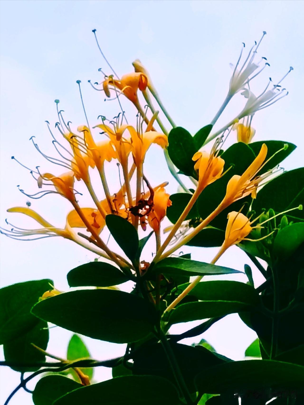 分享一朵你拍的花，什么花都可以