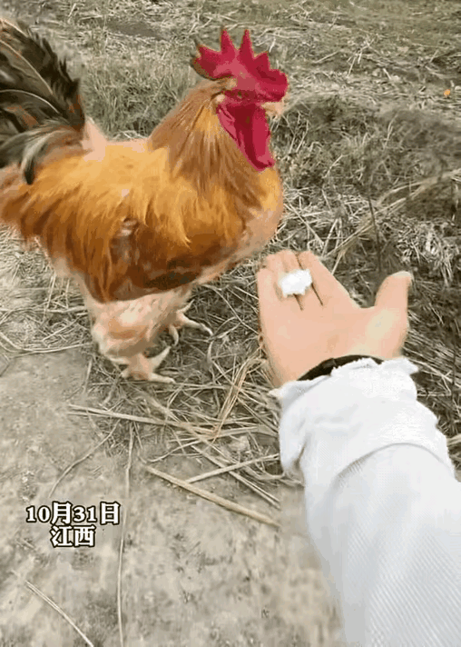这一只公鸡也太有爱心了吧？当主人手里有一坨饭喂给它吃的时候，把这一坨饭从主人的手